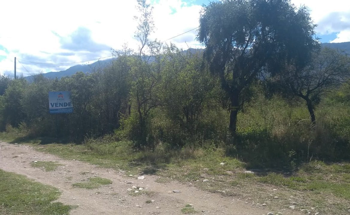 Lote, Merlo