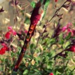 COLIBRI COUNTRY CLUB CHUMAMAYA