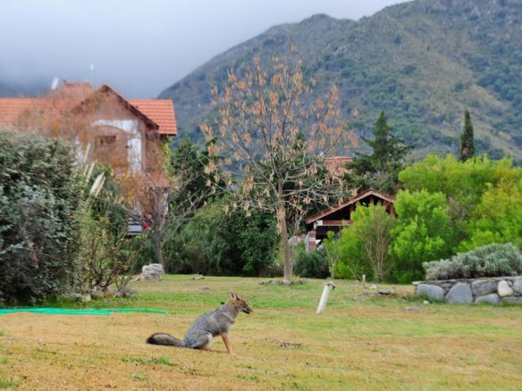 Country Chumamaya – Chalet 262