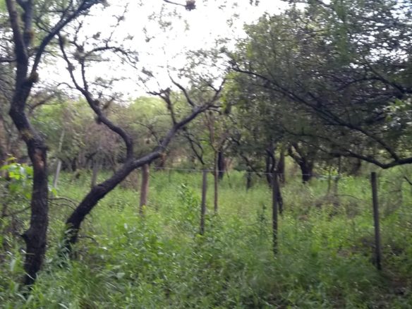 Lote, Merlo