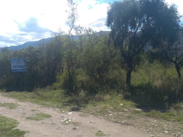 Lote, Merlo