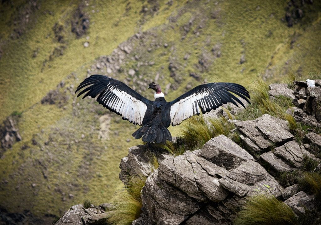 AVES DE MERLO SAN LUIS