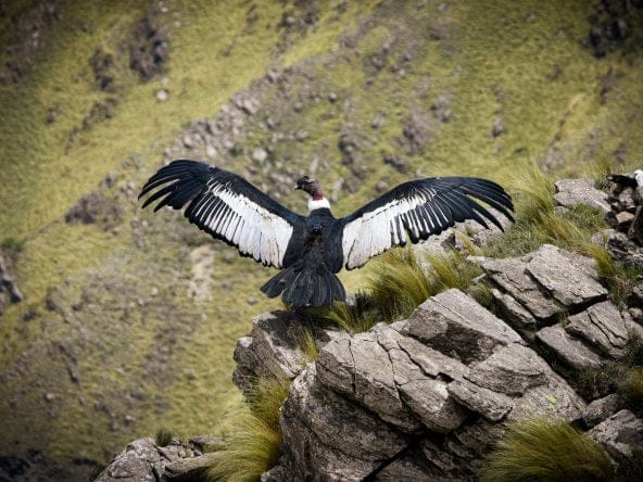 AVES DE MERLO SAN LUIS